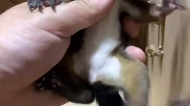 可可爱爱的动物