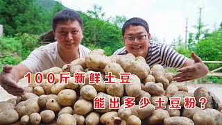 100斤土豆能出多少粉？挖100斤解锁一下