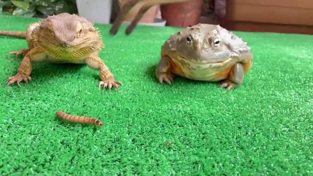 当这两货一起吃饭时