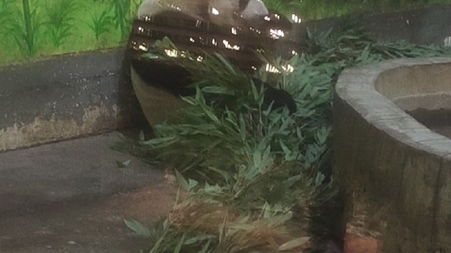 大家好，六一没什么好送的，就请大家看吃竹子吧