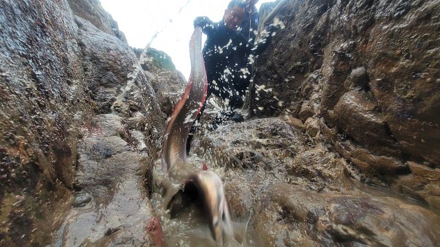 远海深坑惊现深海“大白龙”，满口獠牙凶猛程度堪比大白鲨