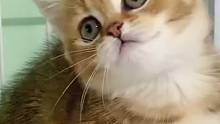 居家必备小可爱健康活泼小猫咪