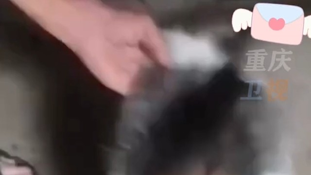飞虎兽
