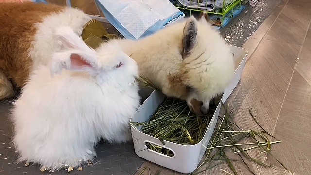 可爱的羊驼，视频献给爱心的人士。