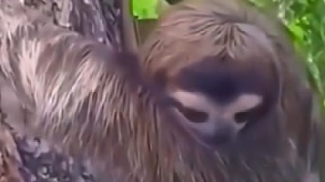 树懒妈妈接过孩子后投来的目光，让我心情浮生起暖意