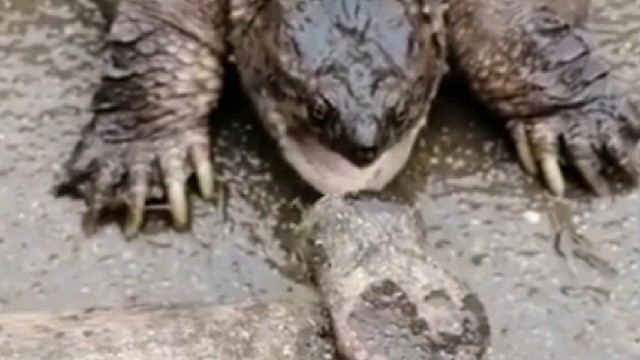 鳄龟出了名的不松口当遇上铁锤