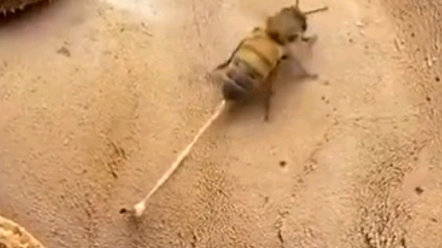 为什么蜜蜂蛰人自己会s？看了视频就懂了