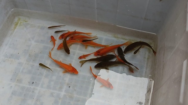 稻田养红鲤鱼看看能不能长到3两，稻田养了罗非鱼鲤鱼塘角鱼鲫鱼等等