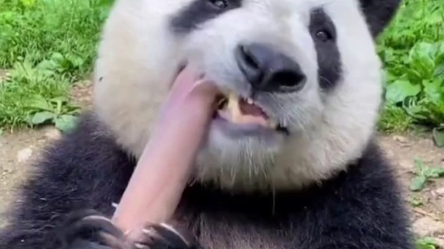 国宝大熊猫
