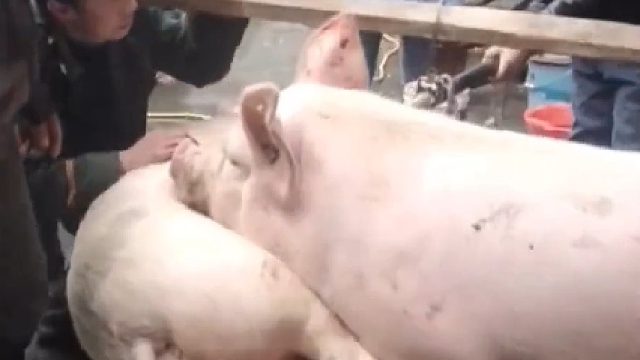 或许这一刻对于它来说，生死已经不重要了吧