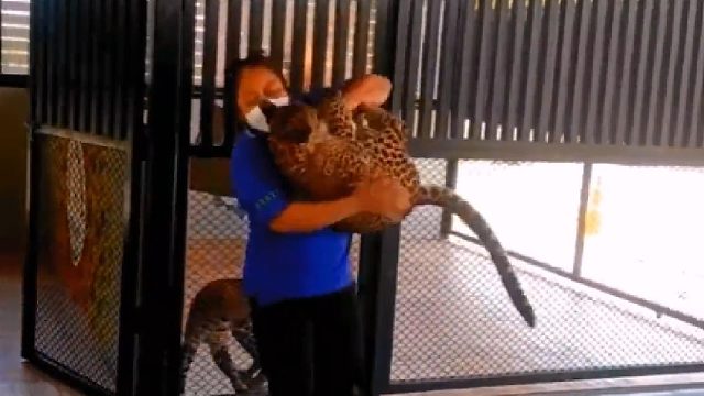 你好歹是一只豹子，有一点点的尊严好不好？