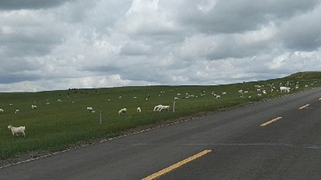 锡林郭勒-331国道两边是草原，草原上面是牛羊。