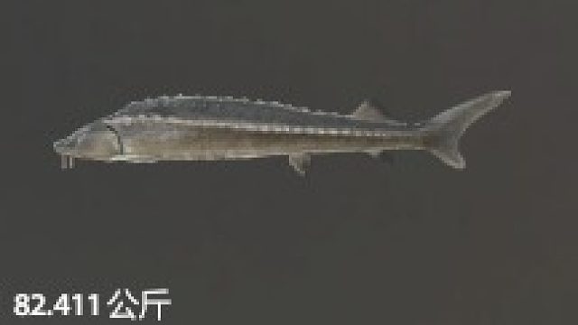 37分钟82毛寻到背包