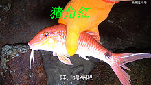 阿平赶海抓了一条红色的漂亮鱼，还遇到了像石头一样的怪螃蟹