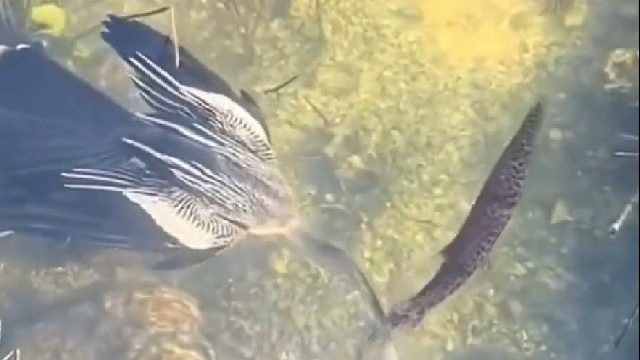 鱼：我做梦也没想过，这一辈子还能交到天上飞的朋友…