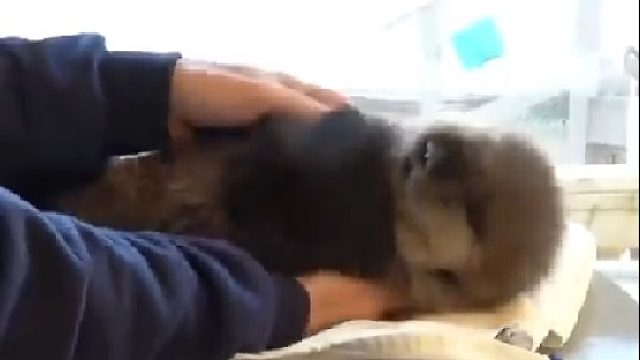 救助站工作人员从海里捞回