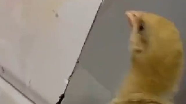 女子家中到处都是小 蟑螂，于是她在家里养了一只鸡。