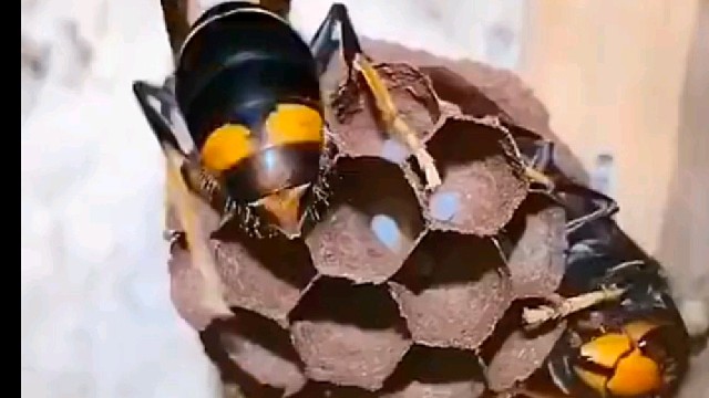 它没有图纸建造的真是巧夺天工-