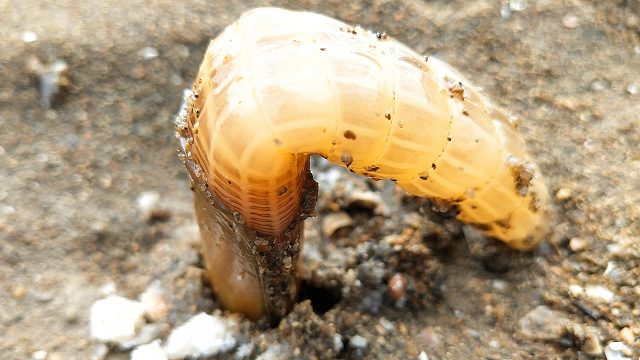 退大潮赶海，往小孔里倒盐会喷水，高兴了它会自己爬出来