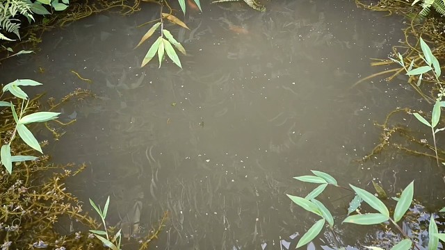 古井养殖罗非鱼，马上准备繁殖一窝小鱼了，据说繁殖出来的鱼苗养不大.金钰雯老师开门