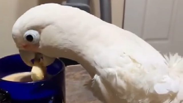 这是一只很会吃的鹦鹉，它知道面包蘸牛奶更美味！