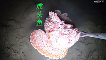 退潮后阿平到七米深的海域赶海，抓获一条凶猛海龙还遇到了虎头鱼