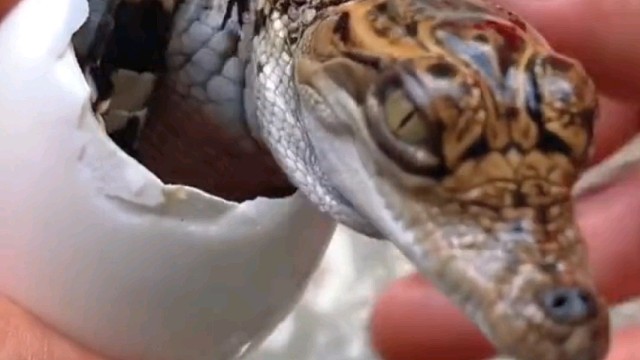 这跟我想象中的不一样呀