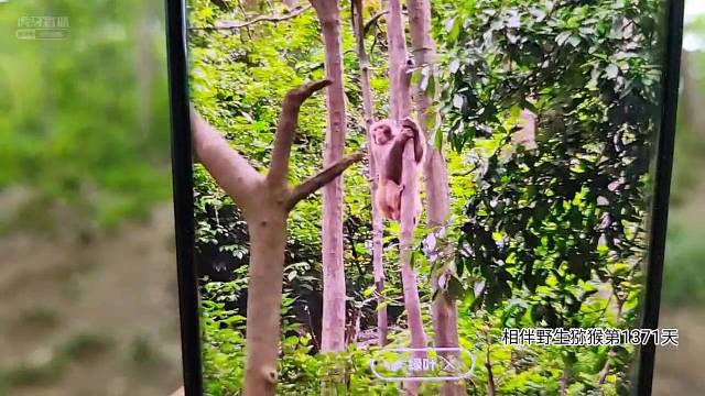 基友可以保护好猴群