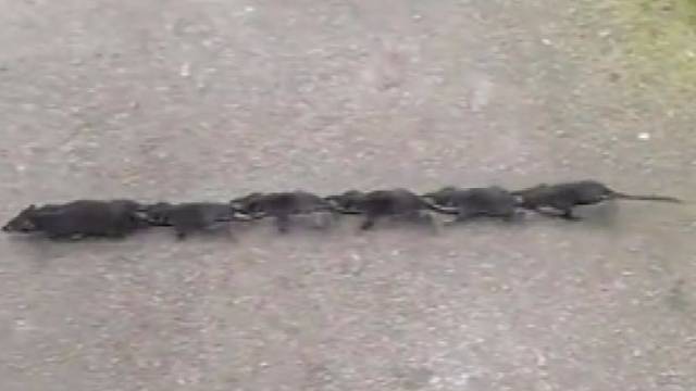 老鼠崽子拉起小火车咱要上幼儿园了