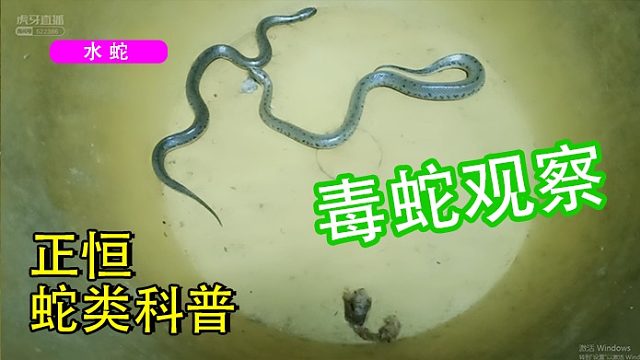 【蛇类科普】水蛇观察
