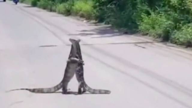 它们在说什么？