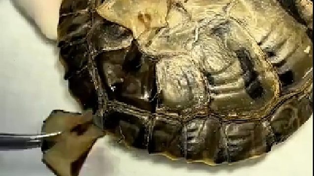 乌龟：师傅！简单修一下就好了。