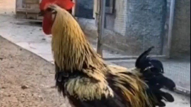 呼叫你该起床看直播了哈