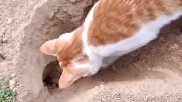 老鼠：卧槽…是特种部队！！