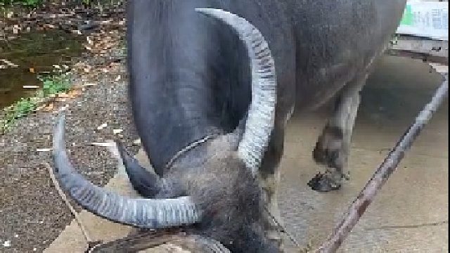 这就是传说中的来世当牛做马吗？