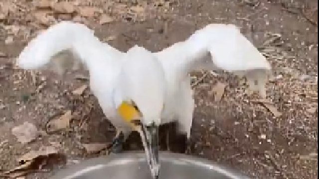 嘴巴以下全是胃。