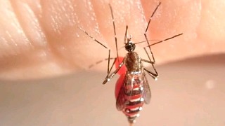 蚊子腹部被人开了一个洞，它一边吸血一边漏，最终“爆体而亡”！