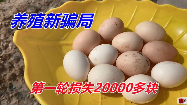 炒作的暴利养殖，第一轮试水，就损失20000多块，有多少人上当过！