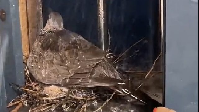 鸟：算了，淋点雨比放锅里泡澡好点。