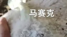 什么动物能挤出奶油？