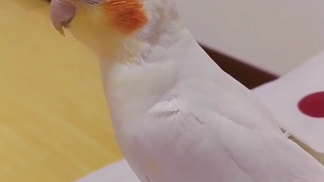 爱跳舞的小鹦鹉