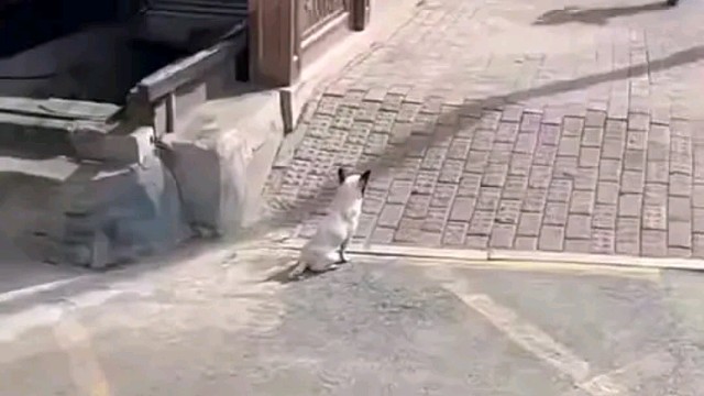 狗子：你什么意思