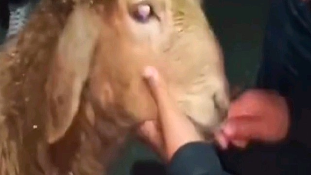 万万没想到是为了夺食