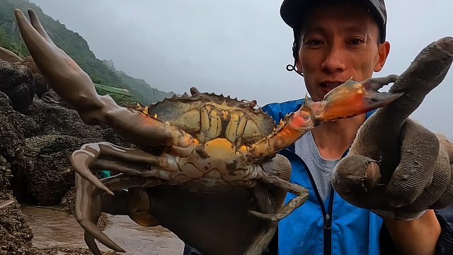 赶海钩青蟹，特意让它咬一口，3只都不卖一锅煎满满的蟹黄