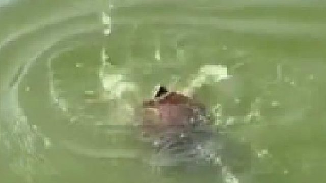 龟：救命啊！救命啊！老子不会水啊！你个天杀的