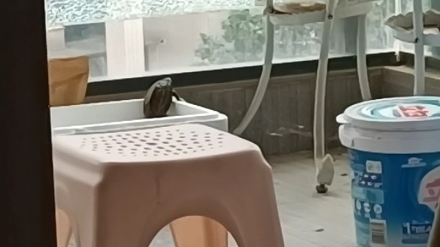 背着我偷偷爬墙的小东西