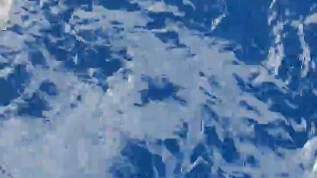 海豚