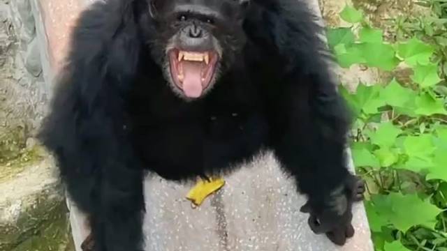 这是在笑还在在乐