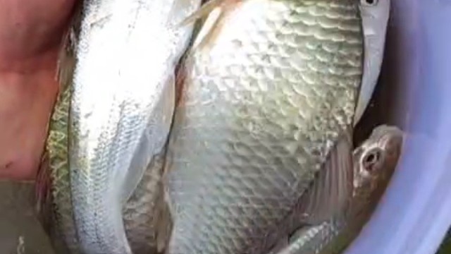 昨天一根手竿半小时钓了这么多