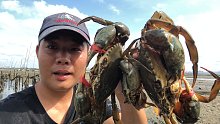 海沟赶海连抓几个大螃蟹，今天运气超好，赚几百